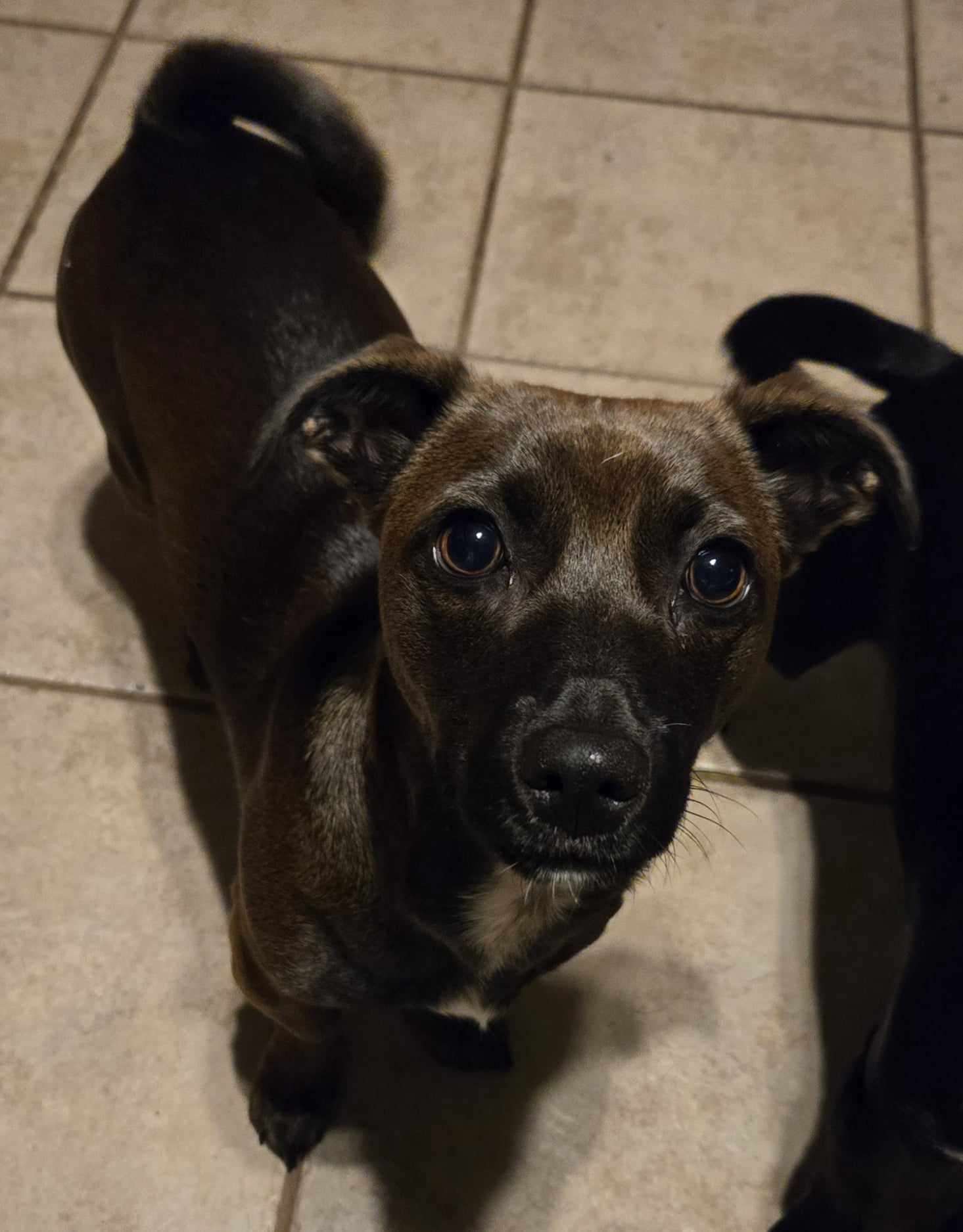 MAVERICK, a Adoptable mixed breed in Grand Prairie, TX image 2/5