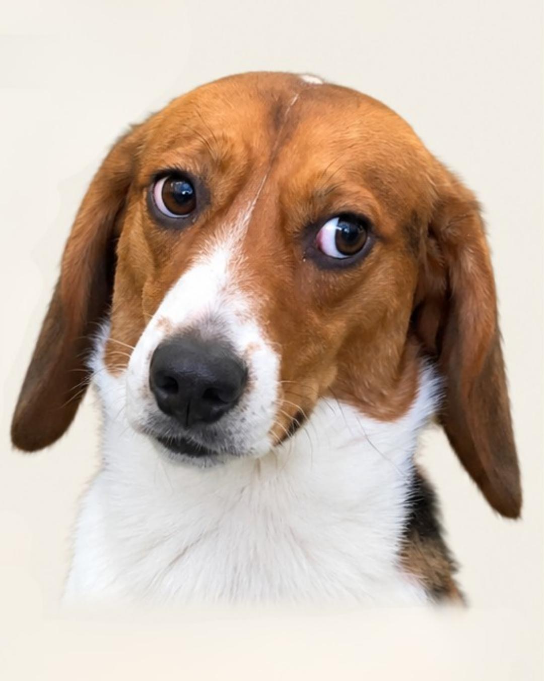 Truth (Washington DC), Adoptable, Adult Male Beagle.