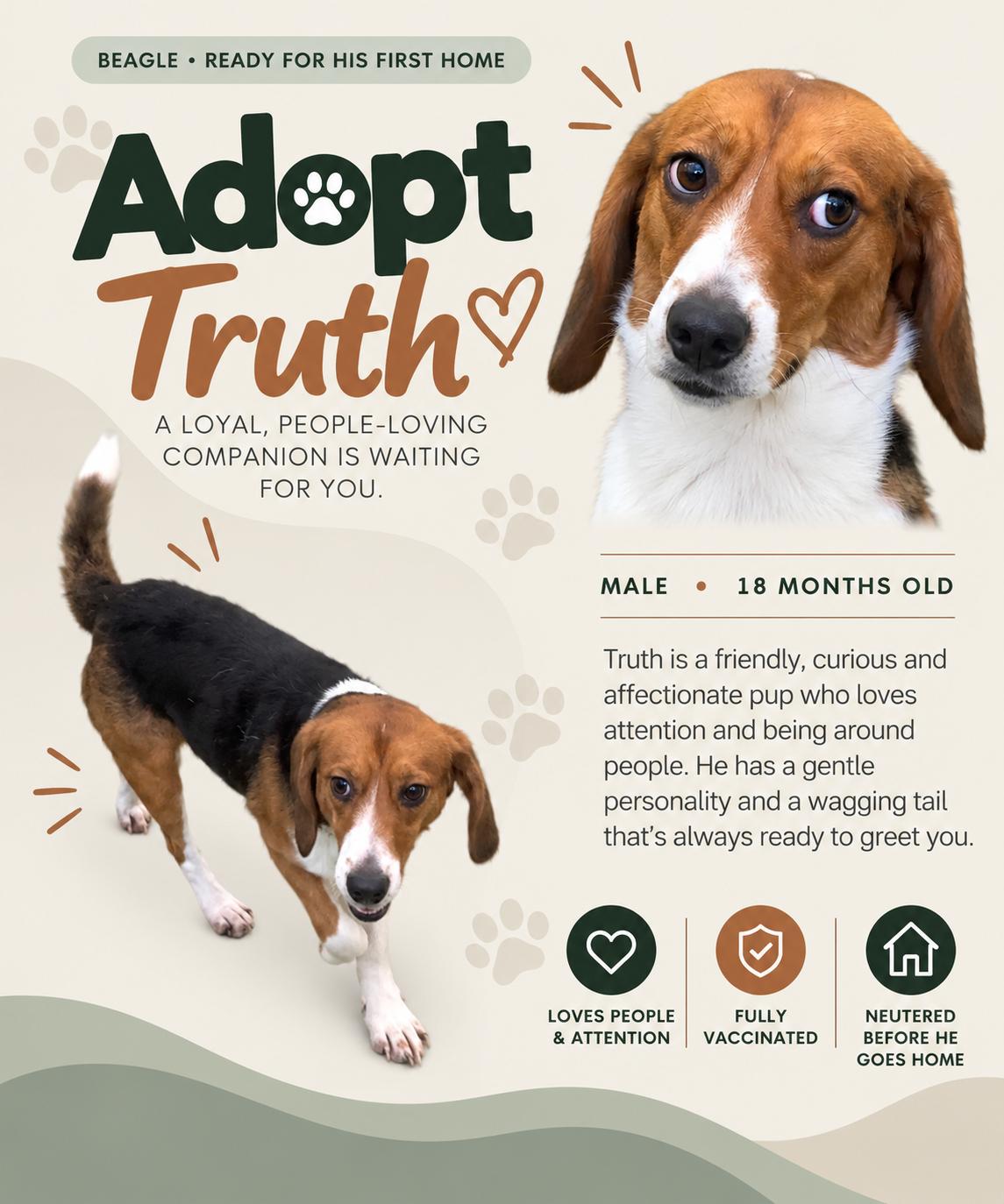 Enlarge Truth (Washington DC), a Adoptable Beagle in Washington DC, DC image 2/2