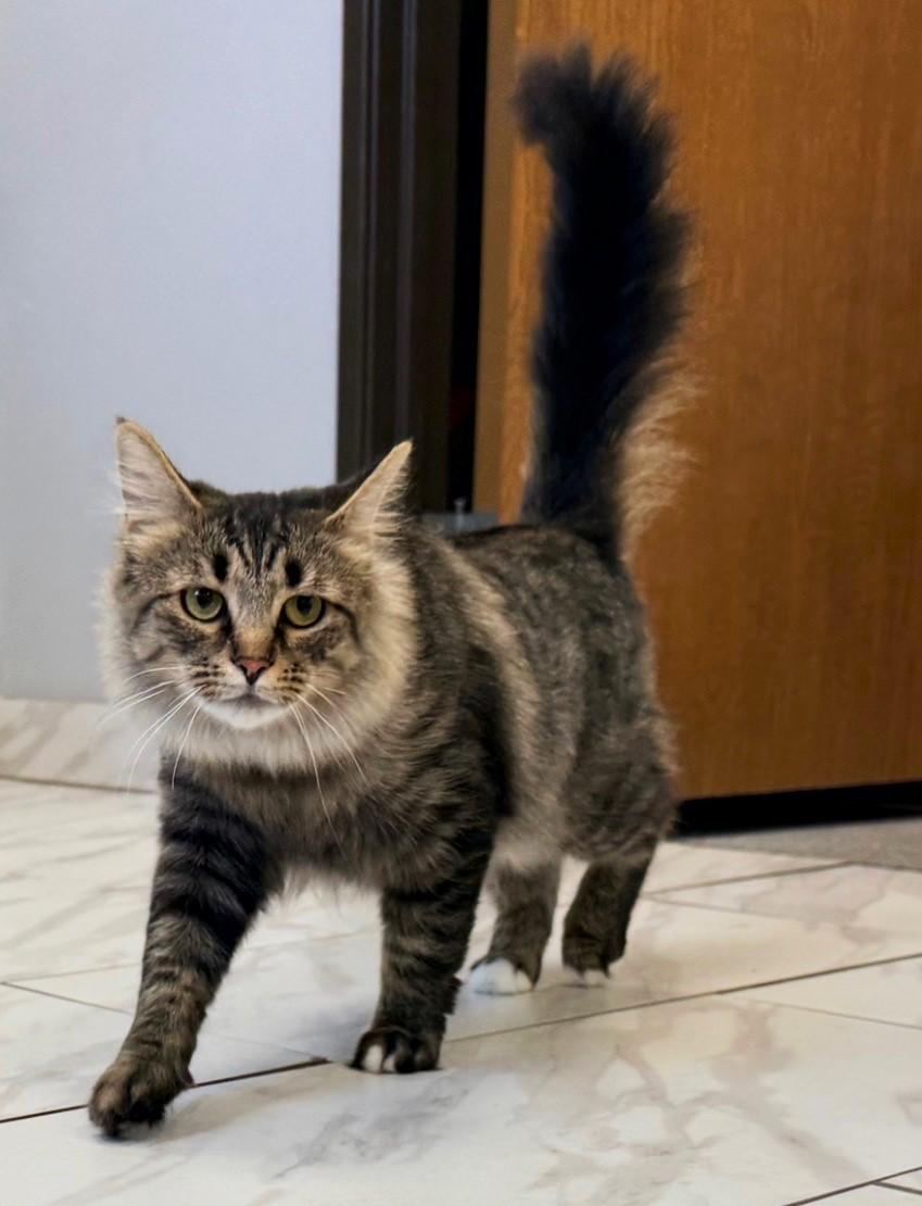 Cleo, adoptable, Young Female Tabby.