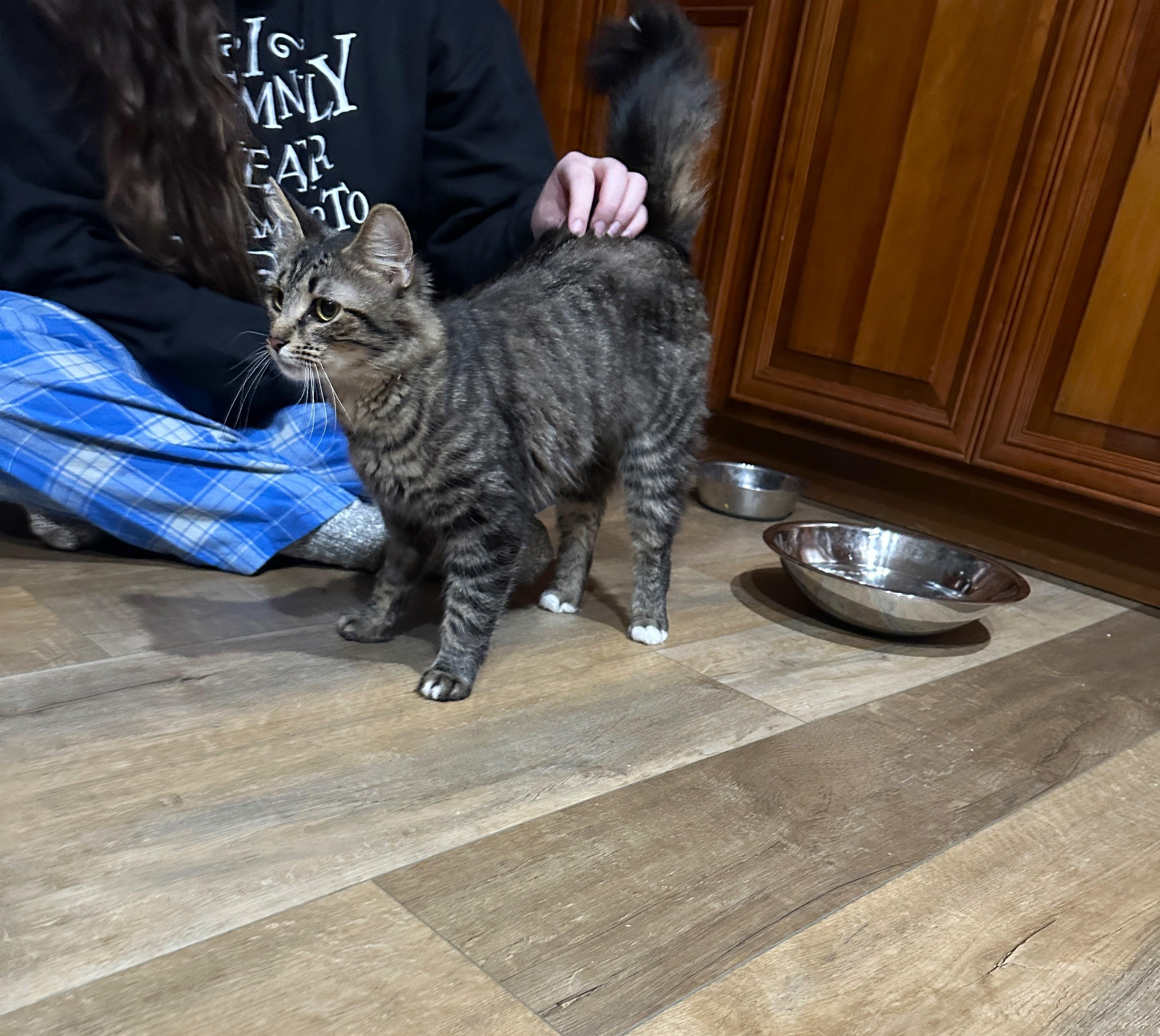 Enlarge Cleo, an adopted Tabby in Taylor, MI image 3/6