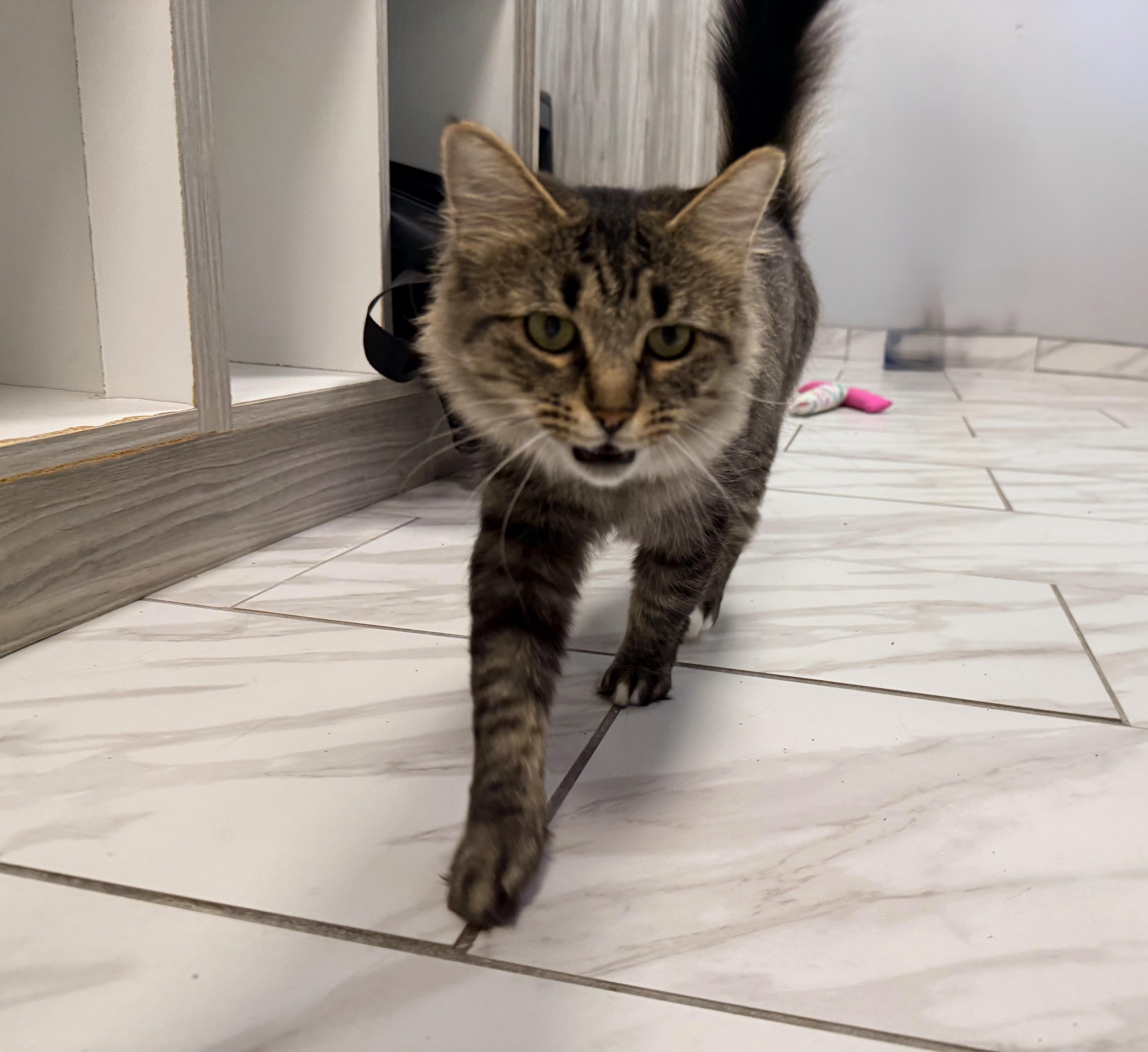 Enlarge Cleo, an adoptable Tabby in Taylor, MI image 3/6