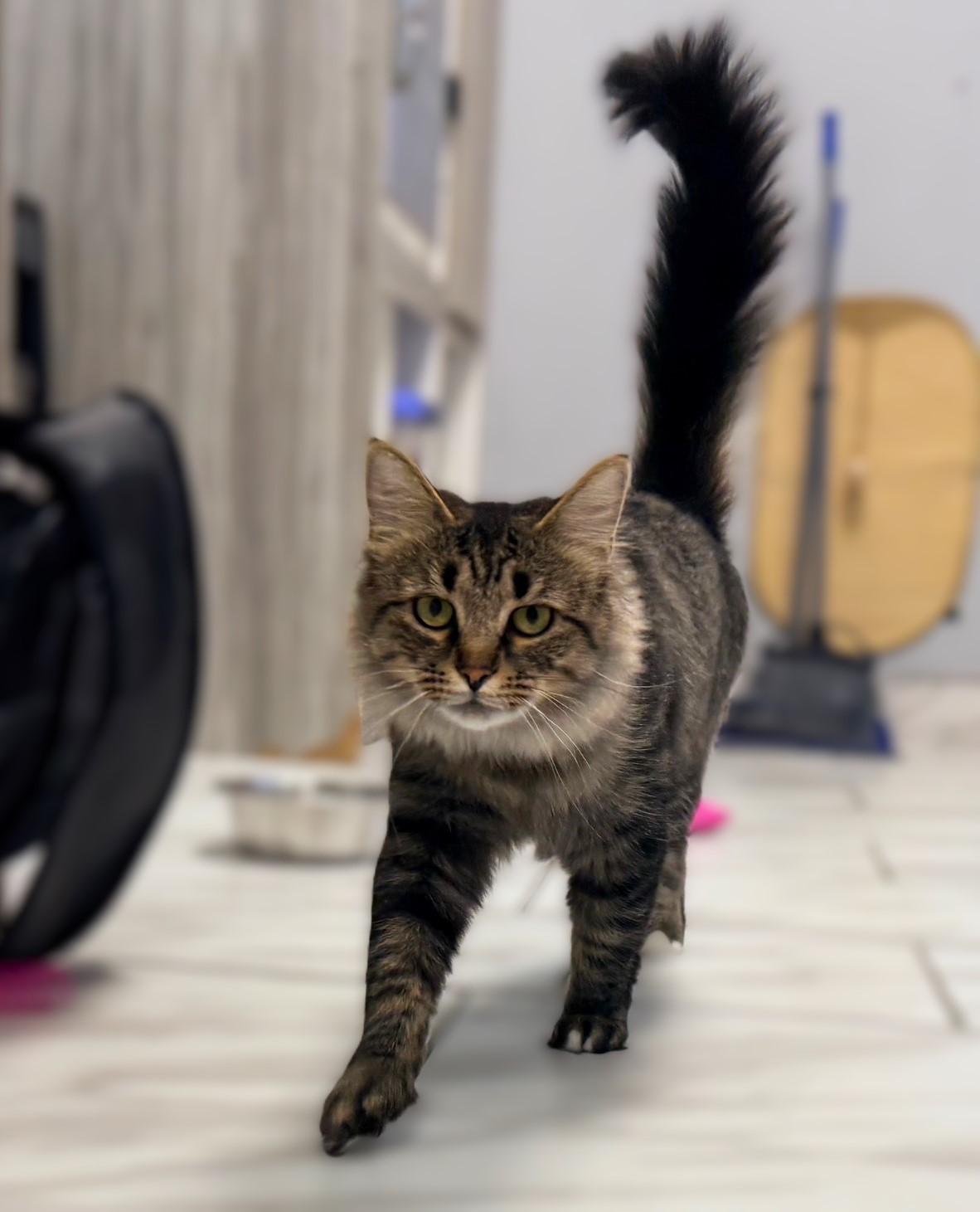 Enlarge Cleo, an adoptable Tabby in Taylor, MI image 6/6