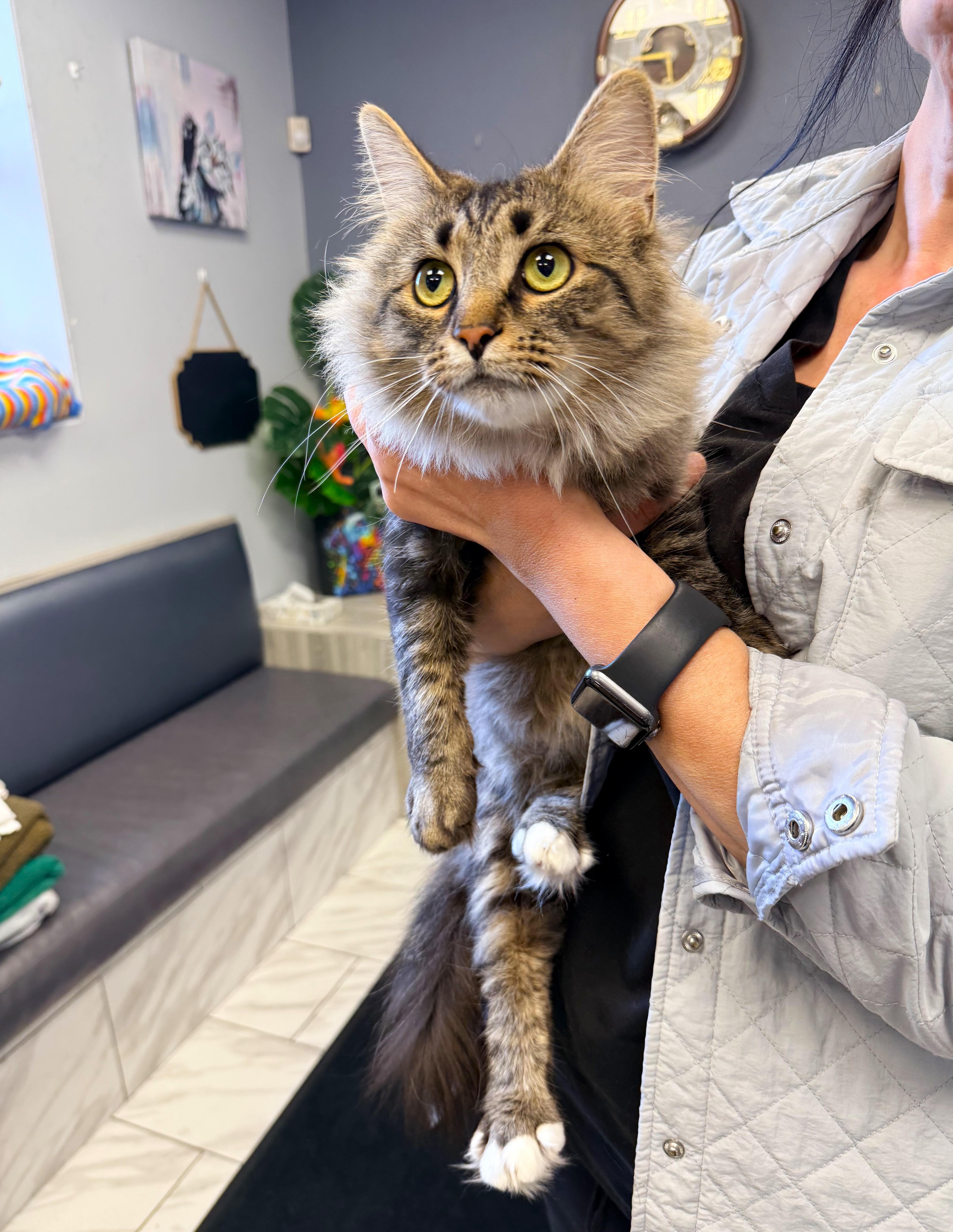 Enlarge Cleo, an adoptable Tabby in Taylor, MI image 2/6