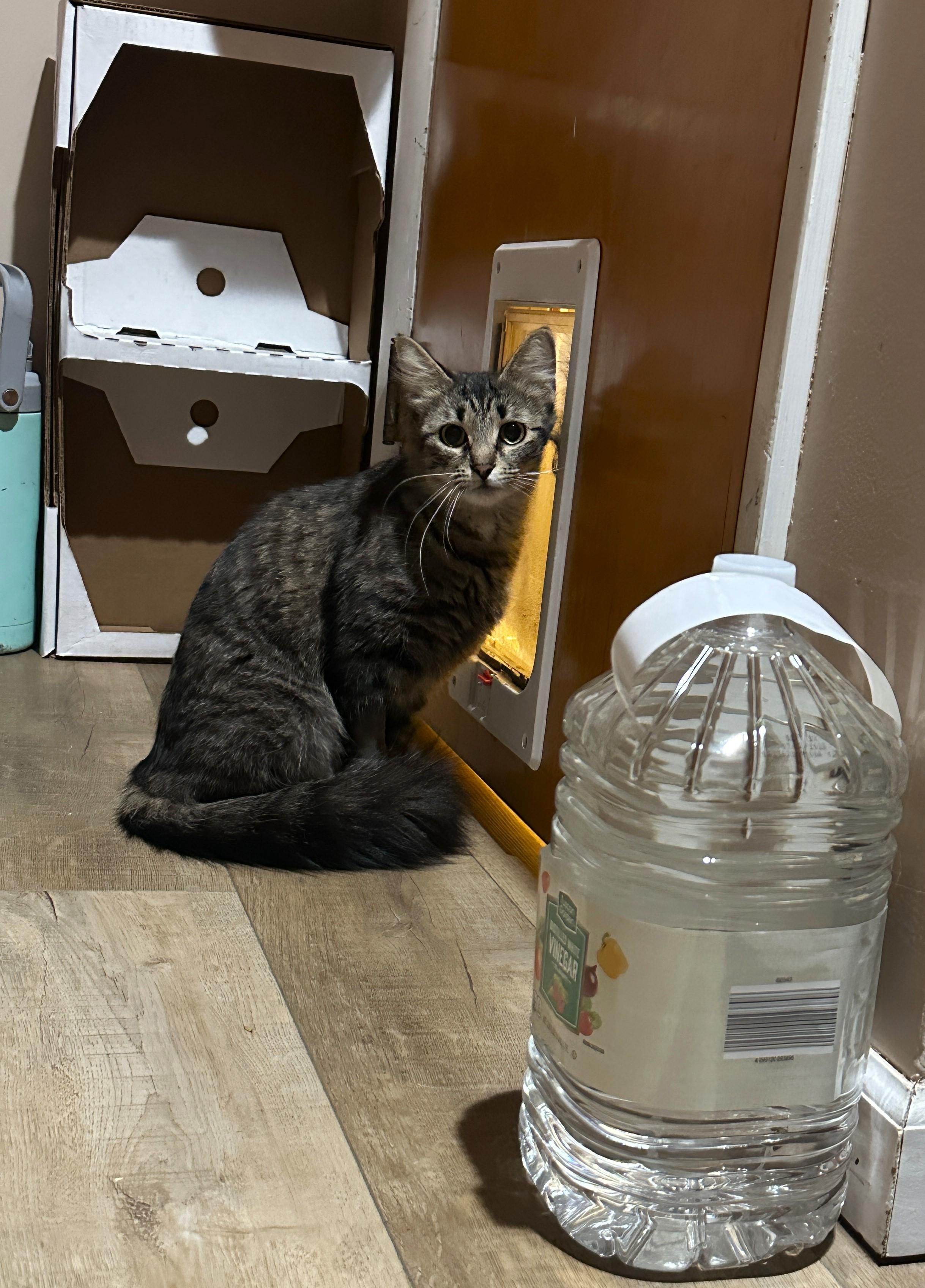 Enlarge Cleo, an adopted Tabby in Taylor, MI image 6/6