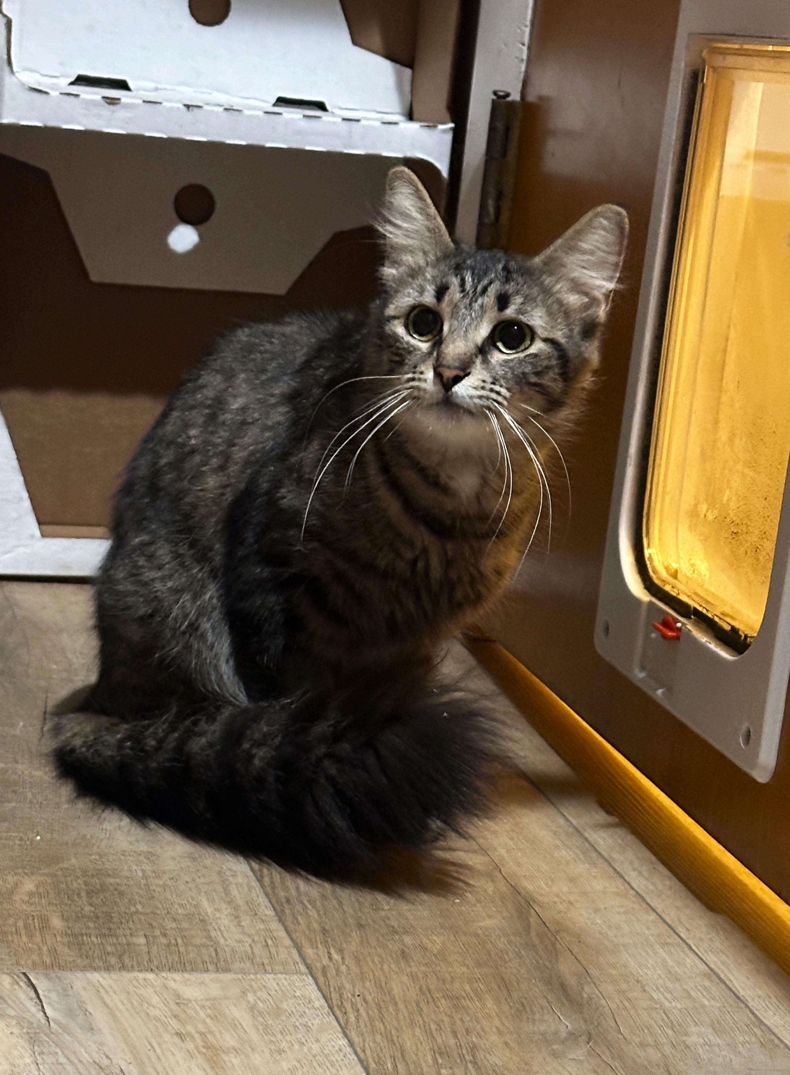 Enlarge Cleo, an adopted Tabby in Taylor, MI image 2/6