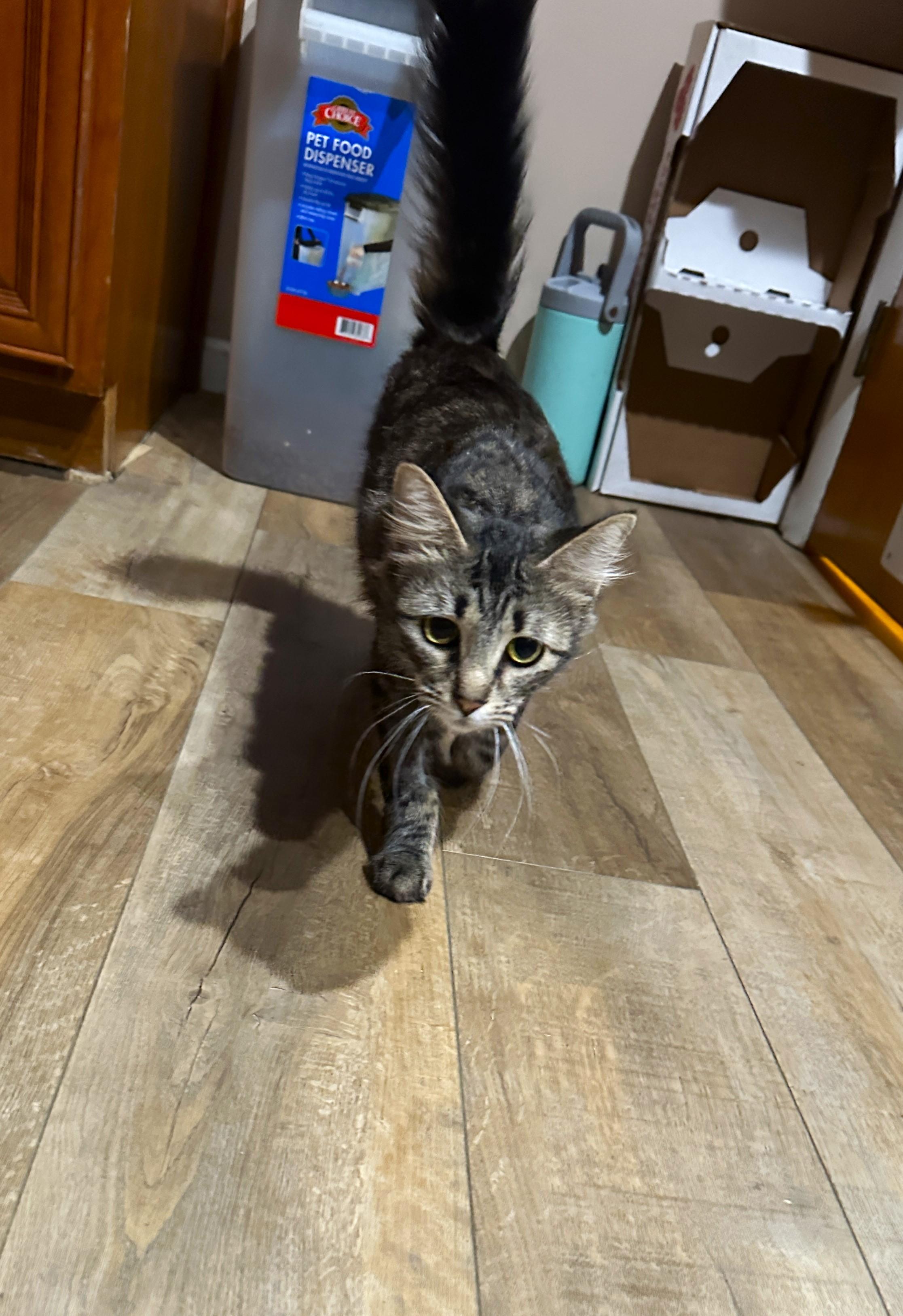 Enlarge Cleo, an adopted Tabby in Taylor, MI image 5/6