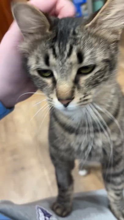 Enlarge Cleo, an adopted Tabby in Taylor, MI video 4/6