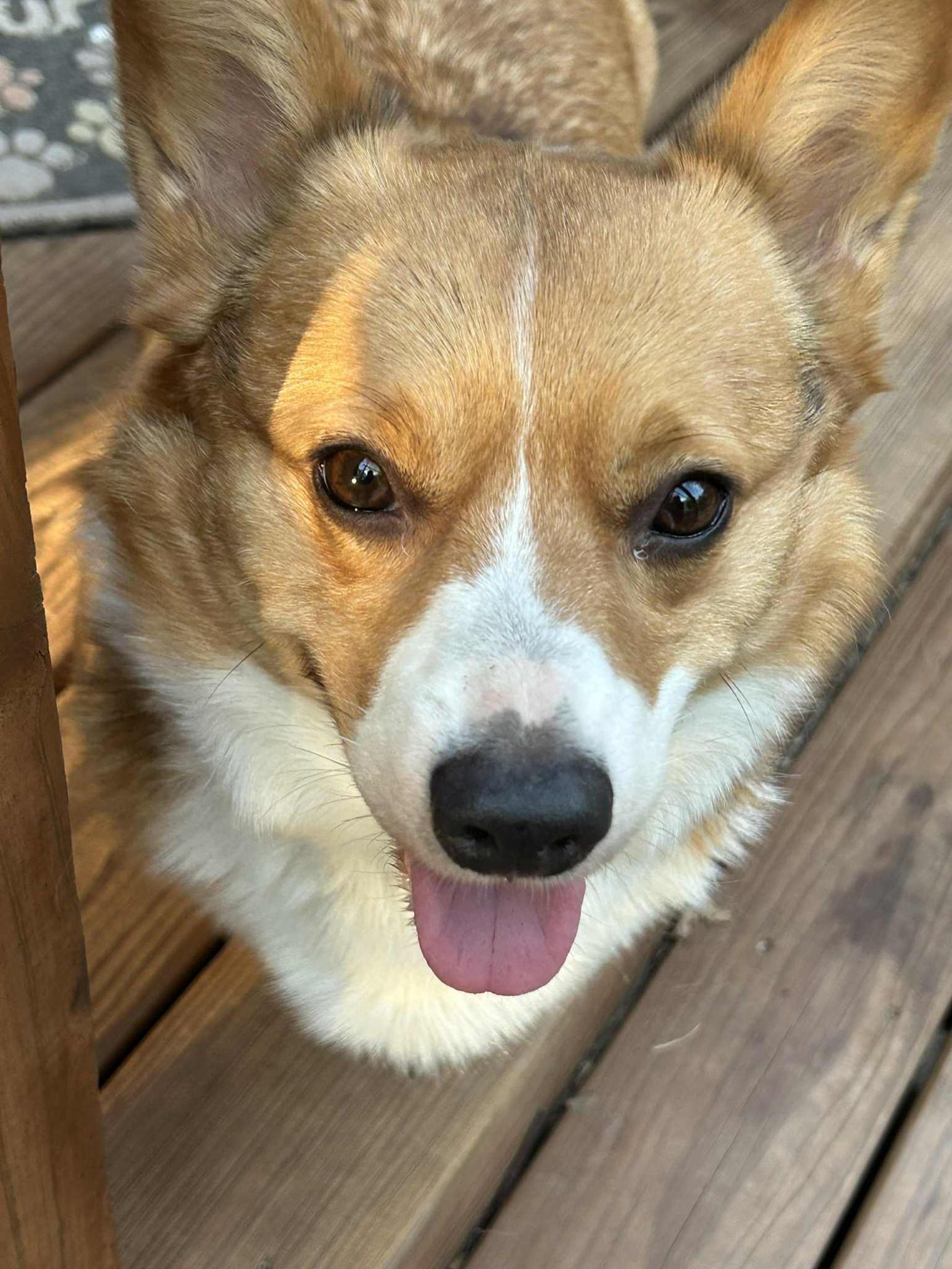 Enlarge Duncan, a Adoptable Corgi in Junction City, KS image 2/3