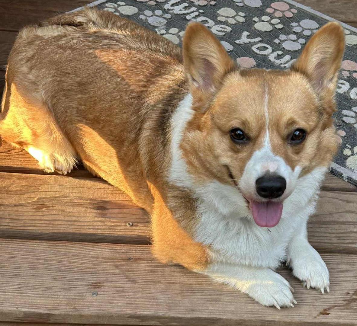 Enlarge Duncan, a Adoptable Corgi in Junction City, KS image 1/3
