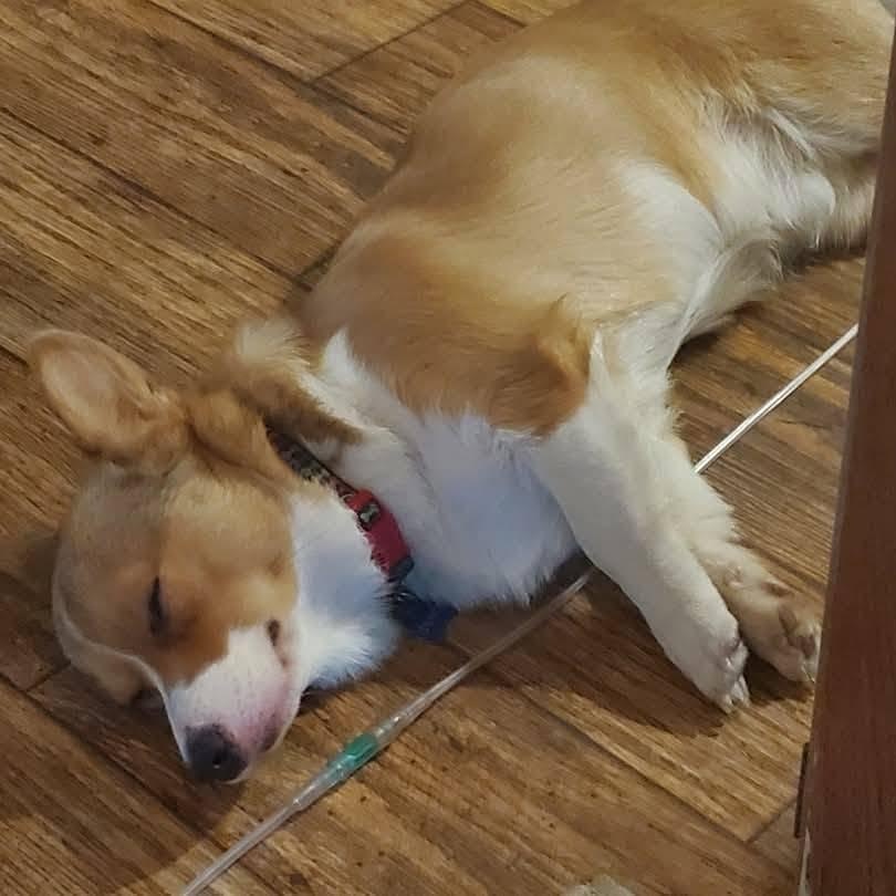 Enlarge Duncan, a Adoptable Corgi in Junction City, KS image 3/3