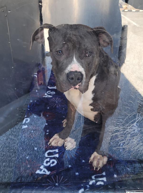 Pen 152c Lucy, Adoptable, Adult Female Pit Bull Terrier.