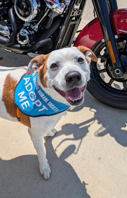 Marlie, a ADOPTABLE Mixed Breed in Hamilton, OH image 3/3