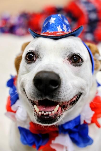 Marlie, a ADOPTABLE Mixed Breed in Hamilton, OH image 1/3