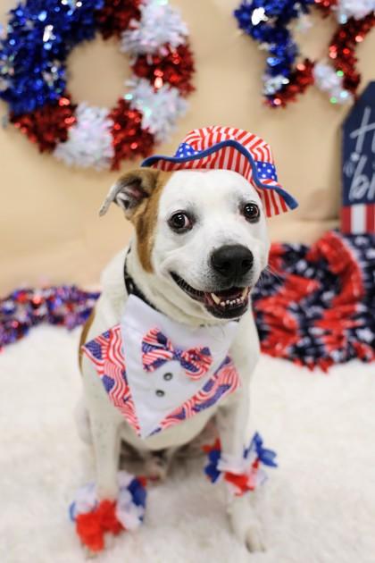 Marlie, a ADOPTABLE Mixed Breed in Hamilton, OH image 2/3