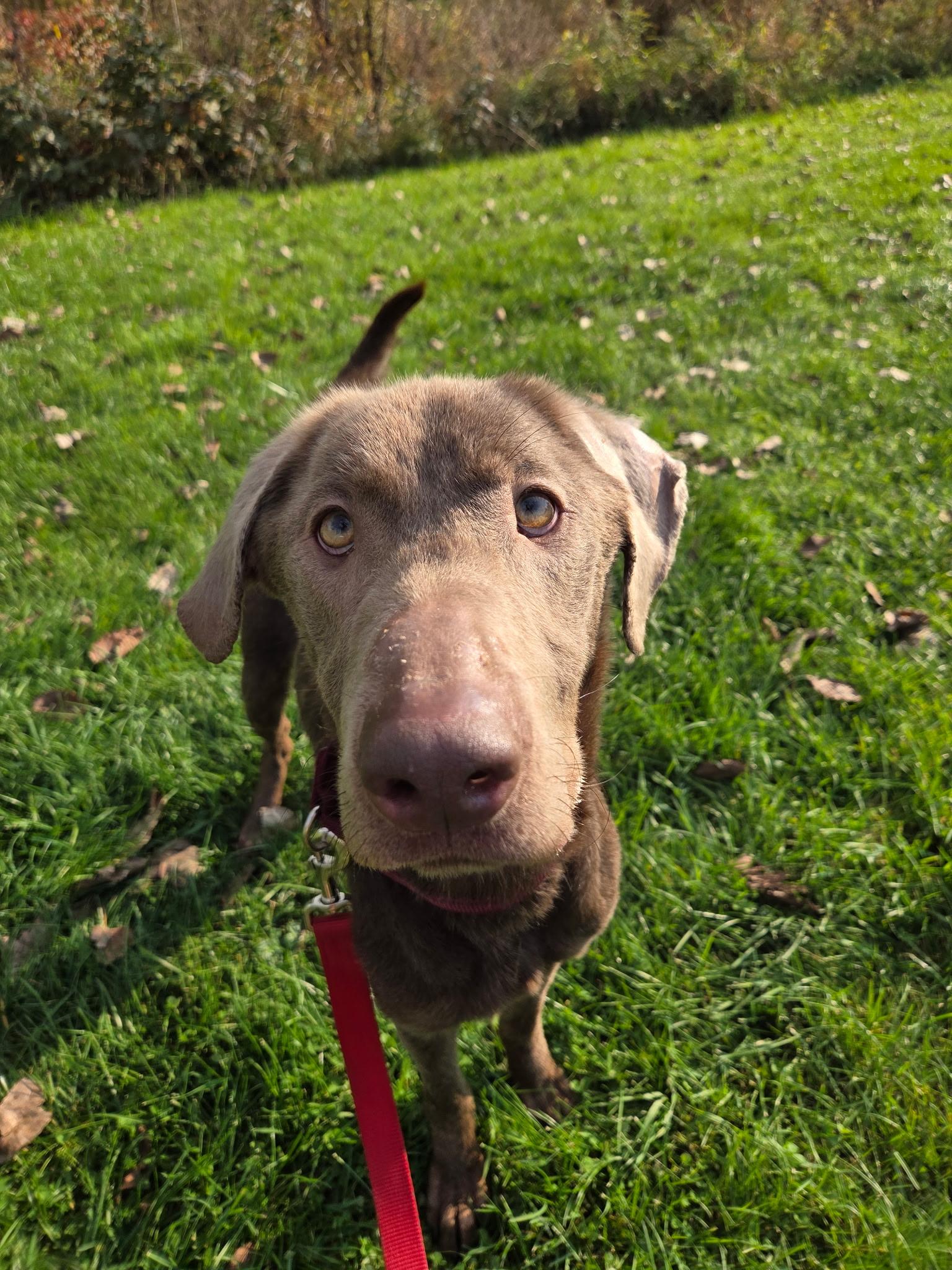 Phantom-Not Accepting Applications Yet, Adoptable, Adult Male Chocolate Labrador Retriever.