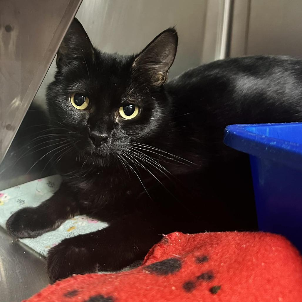 Enlarge Willow- Sullivan Pet sense, a Adoptable Domestic Short Hair in Union, MO image 1/1