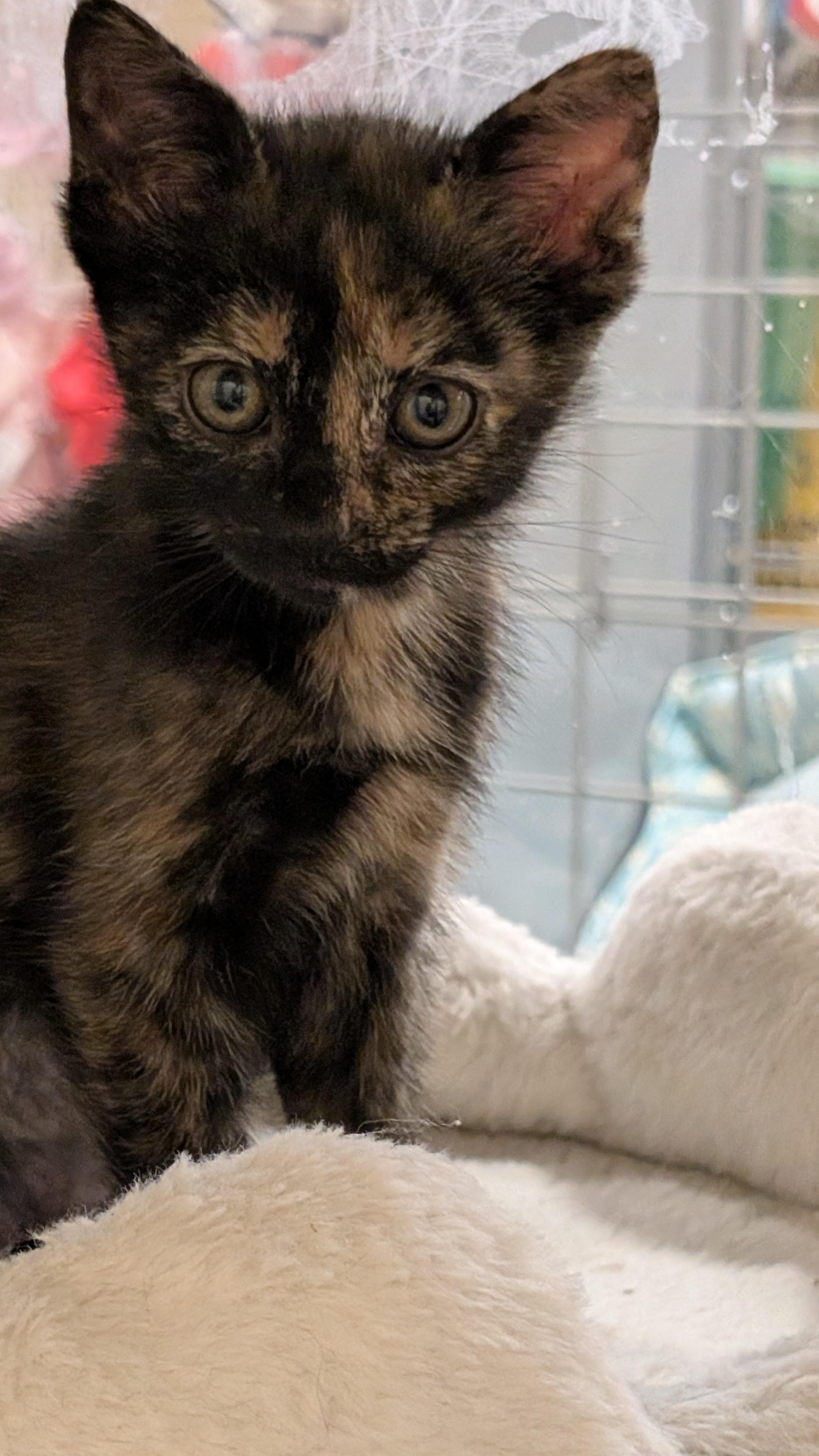 Vivian, Adoptable, Kitten Female Tortoiseshell.