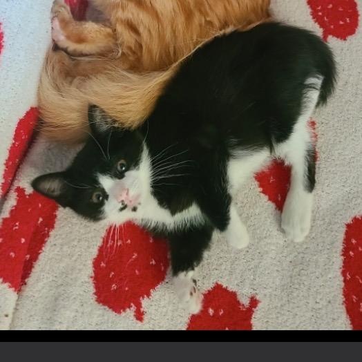 Ray Ray, adoptable, Kitten Male Domestic Short Hair.