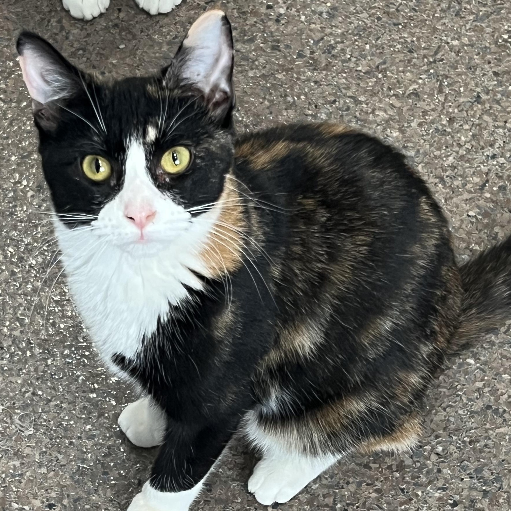 Moons, Adoptable, Young Female Domestic Short Hair.