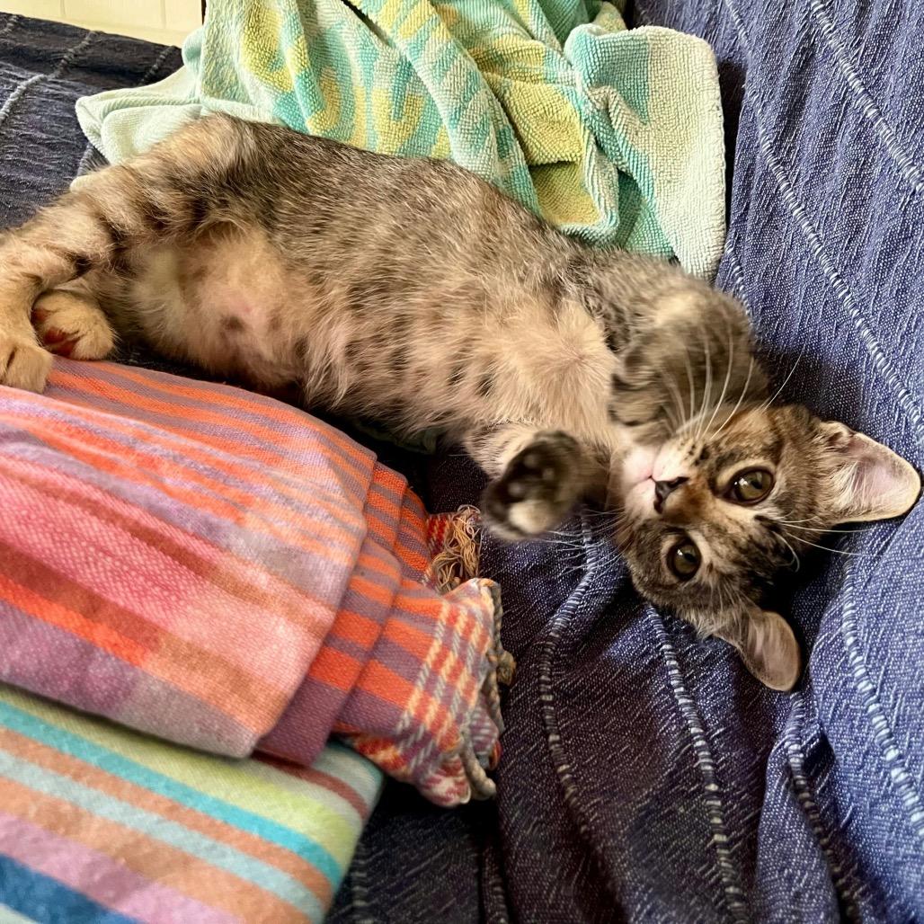 Zinnia, Adoptable, Kitten Female Domestic Short Hair.