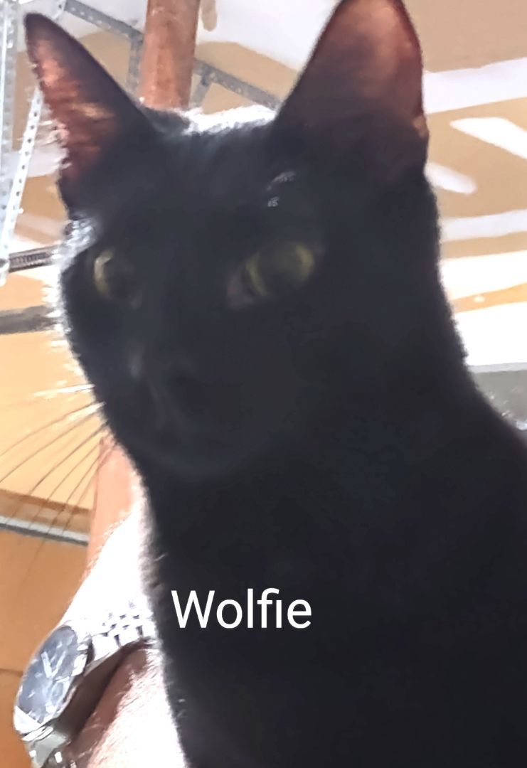 Enlarge Wolfie, a Adoptable Domestic Short Hair in Franklinville, NJ image 1/1