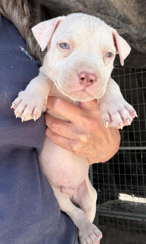 Gatsby, Adoptable, Puppy Male Pit Bull Terrier.