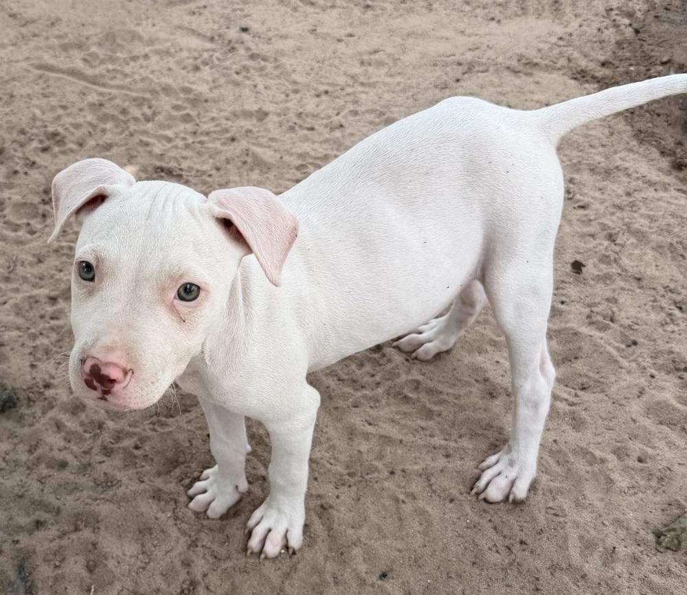 Enlarge Gatsby, a Adoptable Pit Bull Terrier in Seguin, TX image 2/2