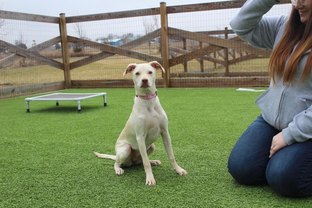 Enlarge Khaki, a Adoptable Mixed Breed in Chestertown, MD image 2/3