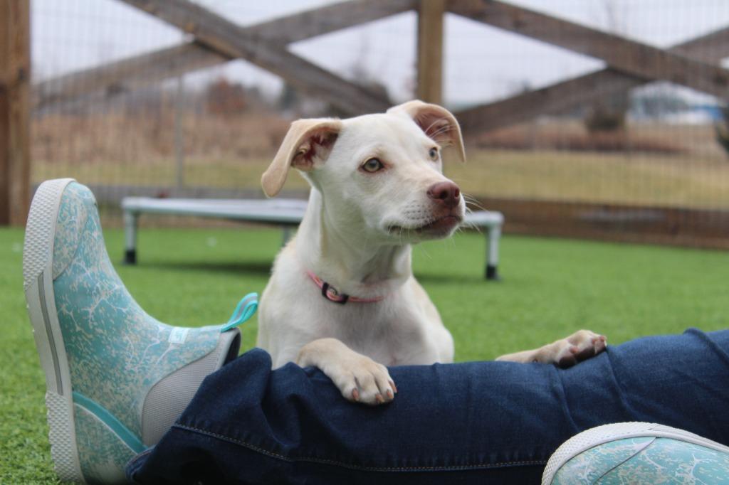 Enlarge Khaki, a Adoptable Mixed Breed in Chestertown, MD image 3/3