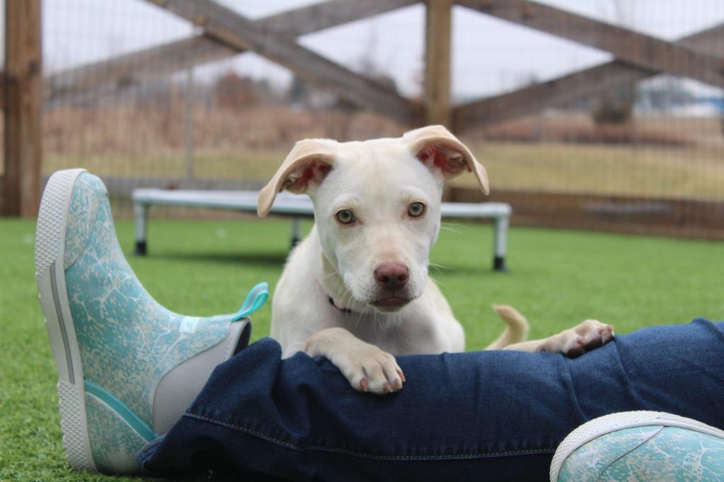 Khaki, Adoptable, Young Female Mixed Breed.