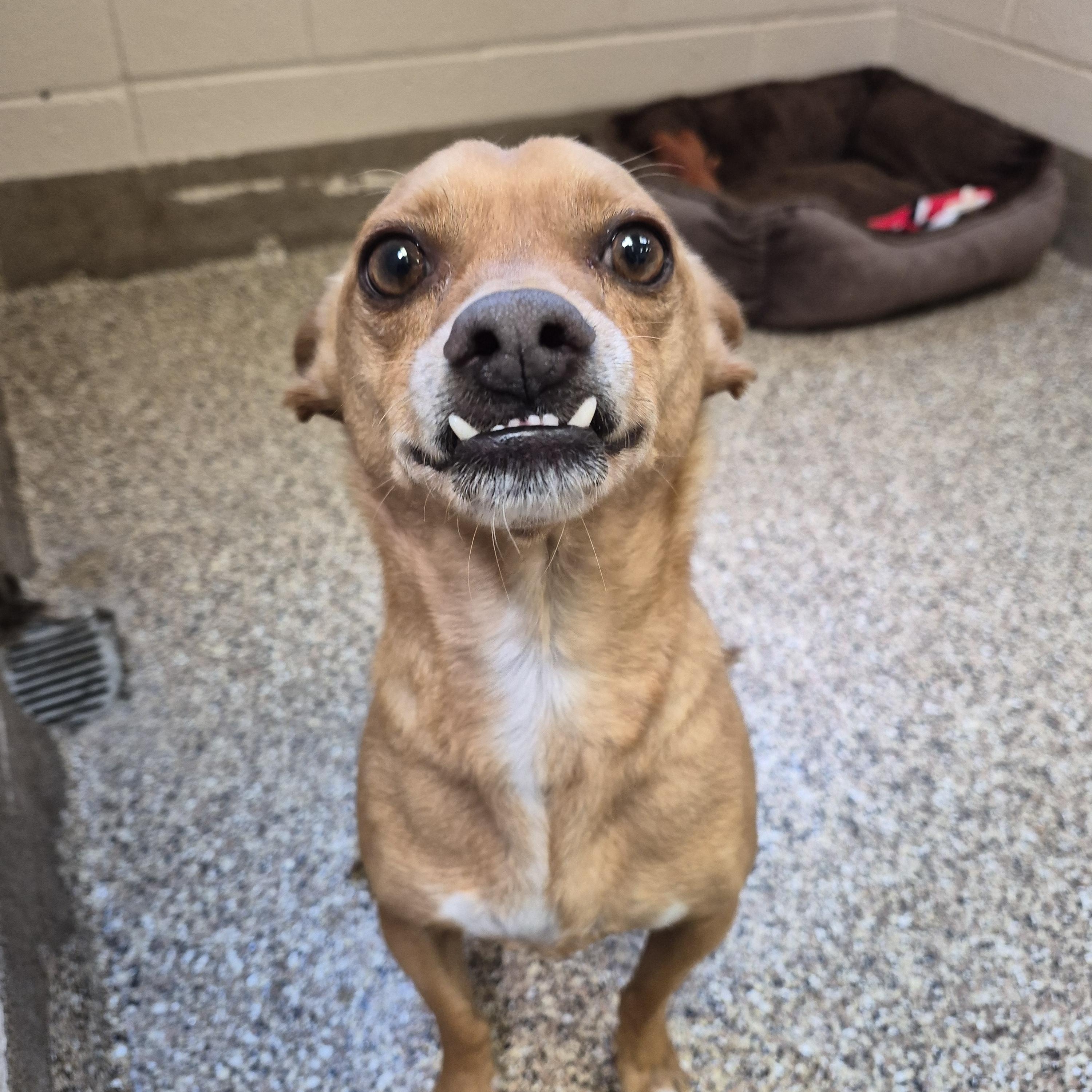 Enlarge Daisy, an adopted Chihuahua in Sierra Vista, AZ image 1/1