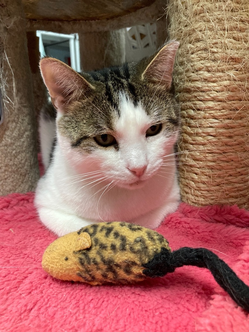 Enlarge Popcorn, a Adoptable Domestic Short Hair in Belleville, NJ image 1/6