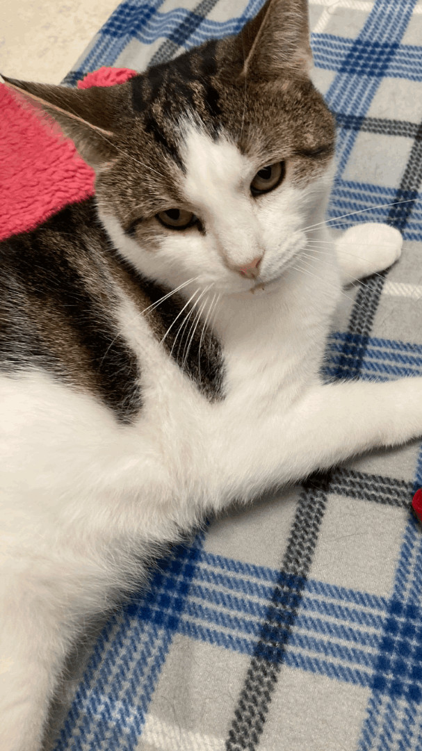 Enlarge Popcorn, a Adoptable Domestic Short Hair in Belleville, NJ image 2/6