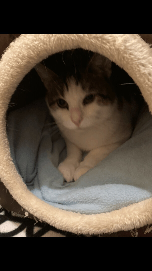 Enlarge Popcorn, a Adoptable Domestic Short Hair in Belleville, NJ image 3/6