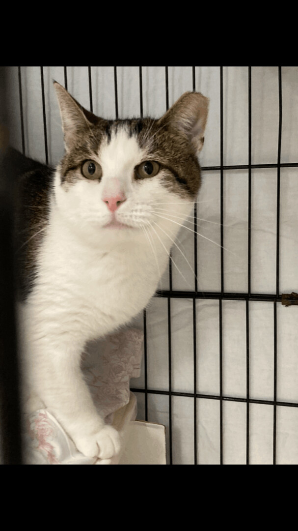 Enlarge Popcorn, a Adoptable Domestic Short Hair in Belleville, NJ image 4/6