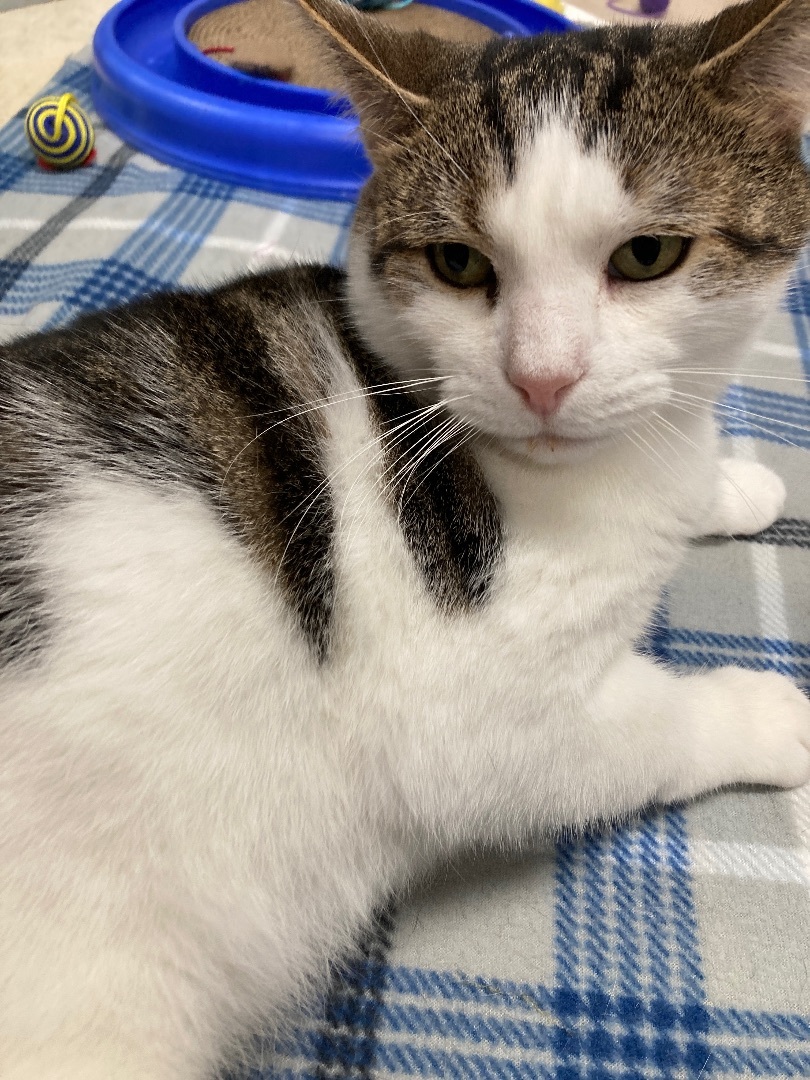 Enlarge Popcorn, a Adoptable Domestic Short Hair in Belleville, NJ image 5/6