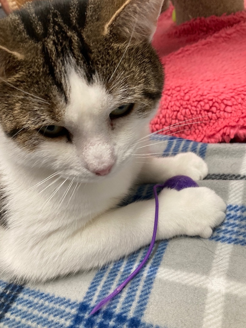 Enlarge Popcorn, a Adoptable Domestic Short Hair in Belleville, NJ image 6/6