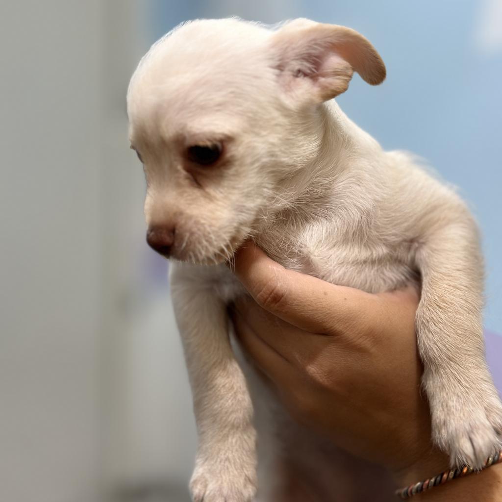 Cupcake, Adoptable, Young Female Terrier.