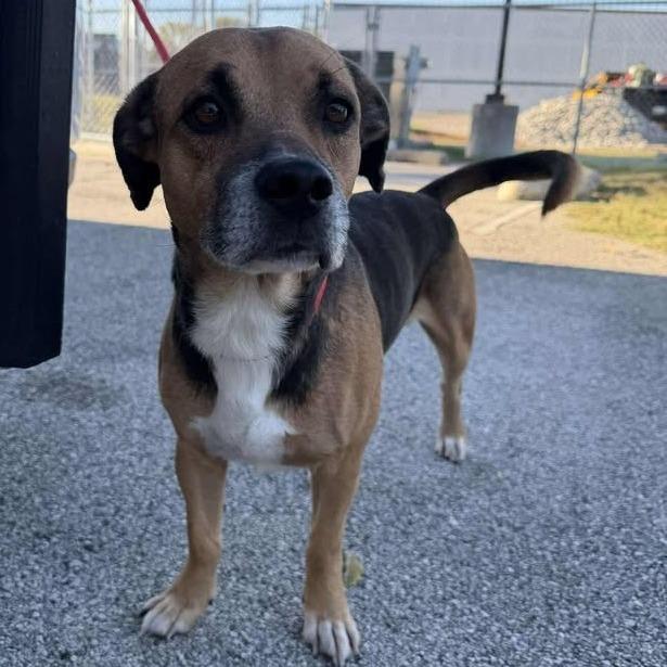 Enlarge Bilbo Baggins, a Adoptable mixed breed in Vinita, OK image 1/5