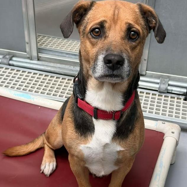 Enlarge Bilbo Baggins, a Adoptable mixed breed in Vinita, OK image 2/5