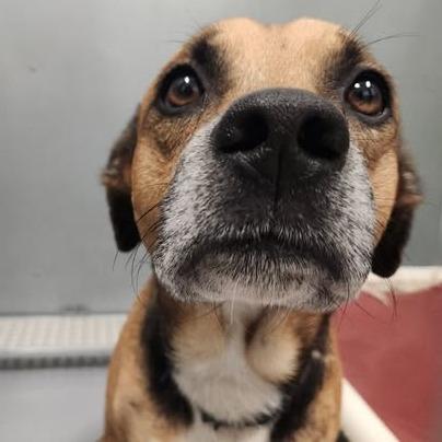 Enlarge Bilbo Baggins, a Adoptable mixed breed in Vinita, OK image 5/5