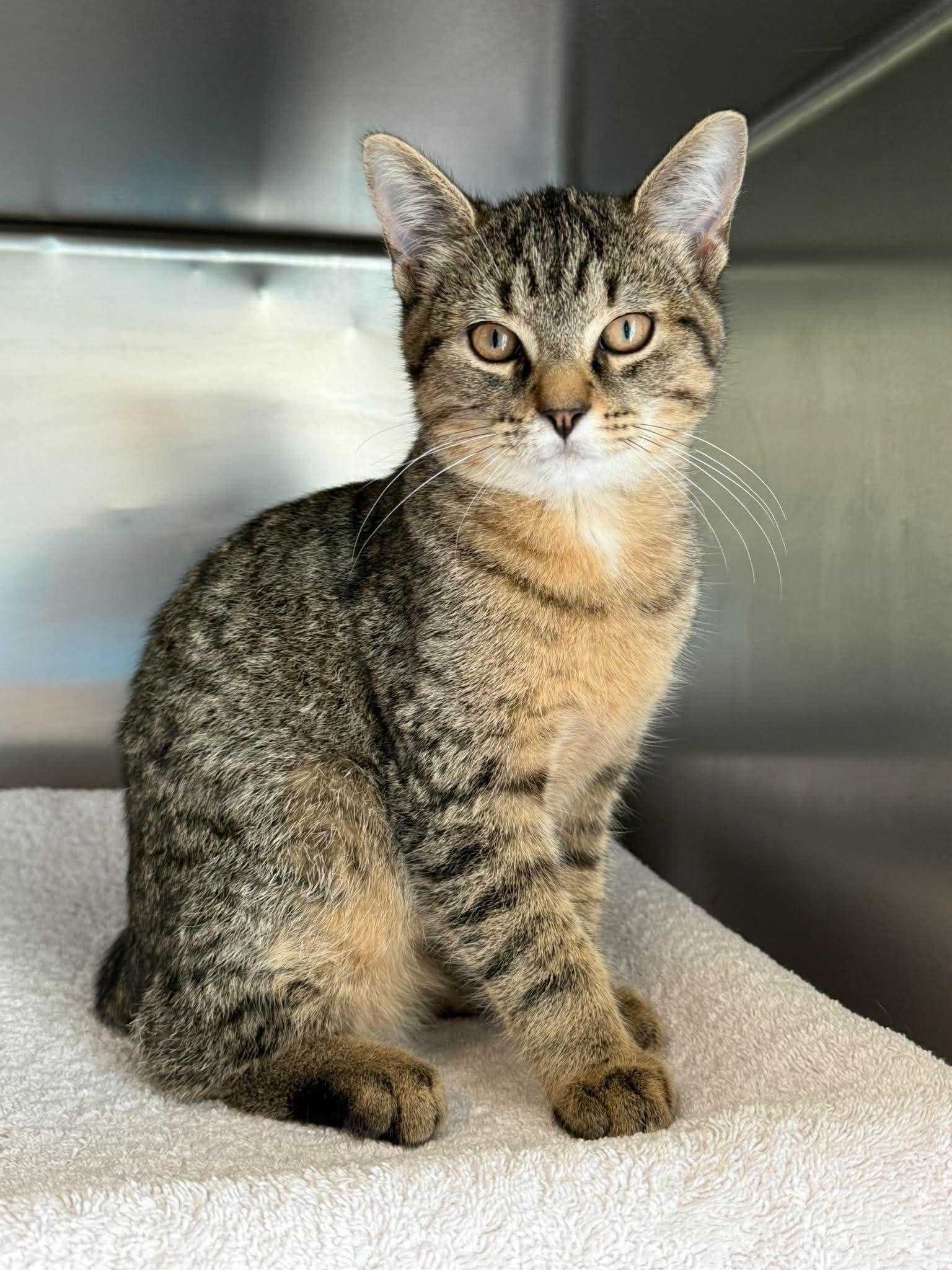 Enlarge Lenny, a ADOPTABLE mixed breed in Keswick, ON image 1/2