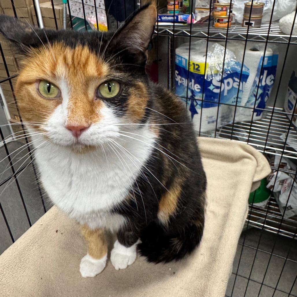 Enlarge Callie, a Adoptable Domestic Short Hair in Normal, IL image 1/6