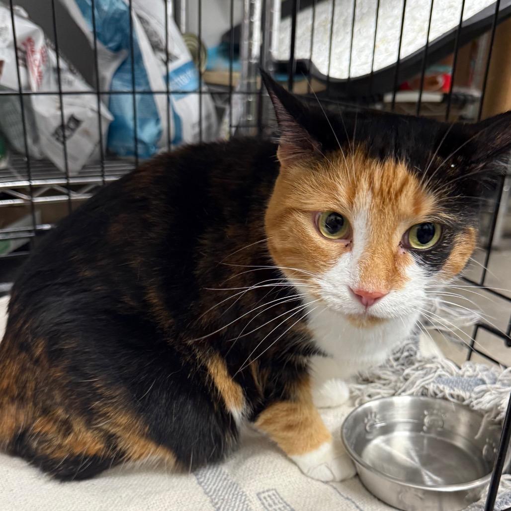 Enlarge Callie, a Adoptable Domestic Short Hair in Normal, IL image 2/6
