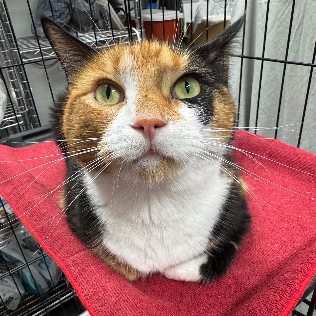 Enlarge Callie, a Adoptable Domestic Short Hair in Normal, IL image 3/6
