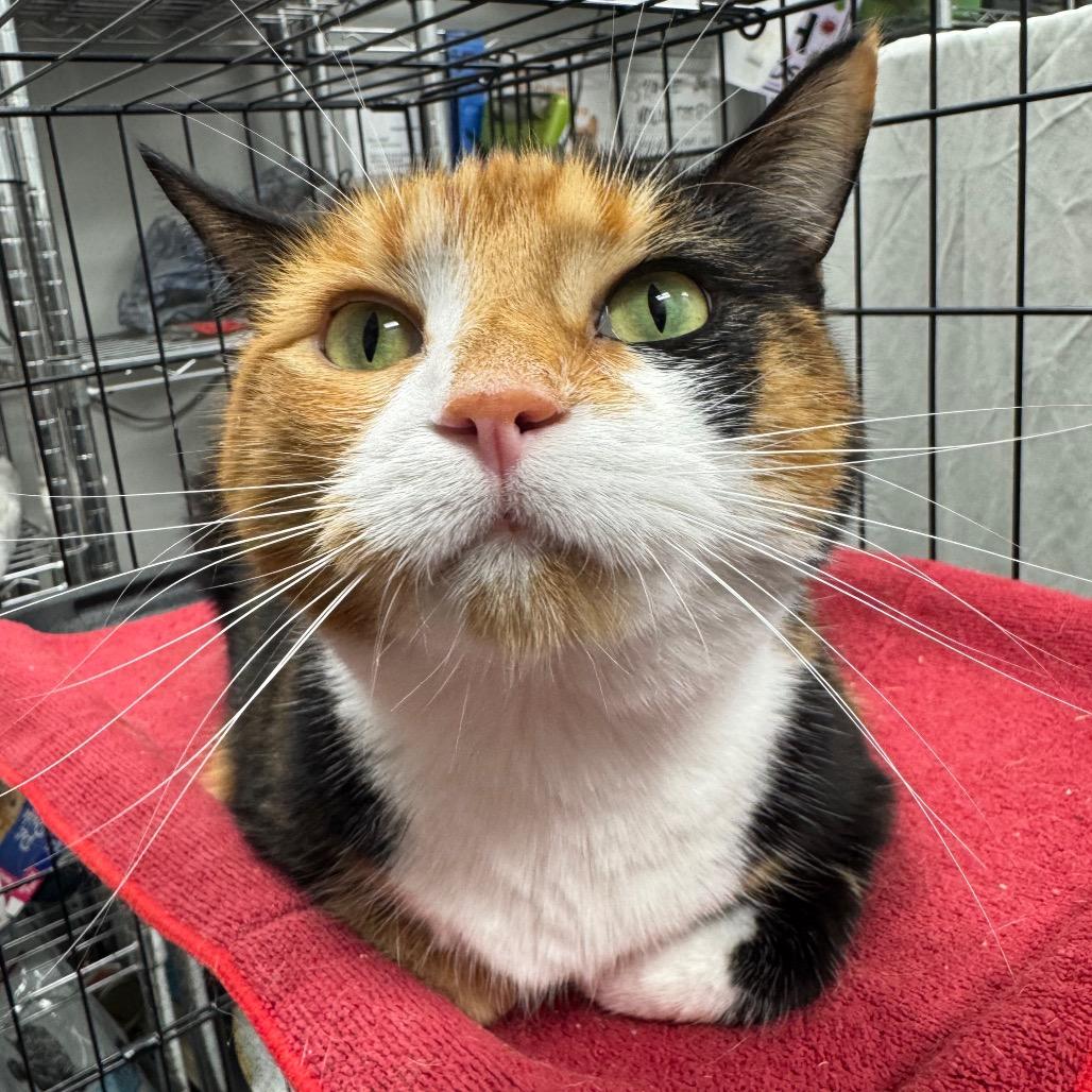 Enlarge Callie, a Adoptable Domestic Short Hair in Normal, IL image 4/6