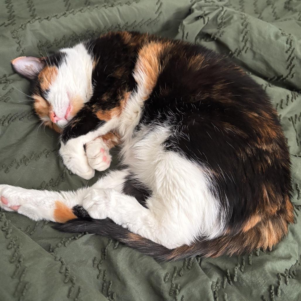 Enlarge Callie, a Adoptable Domestic Short Hair in Normal, IL image 5/6