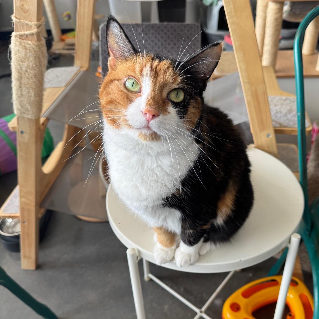 Enlarge Callie, a Adoptable Domestic Short Hair in Normal, IL image 6/6