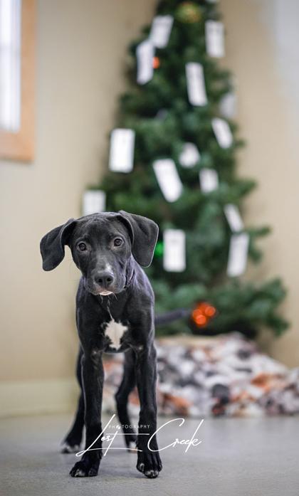 Enlarge Holly, a Adoptable mixed breed in Kalispell, MT image 1/3